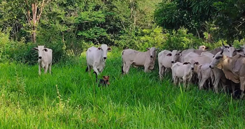 A&m imoveis vende exelente fazenda com 13 alqueires minaçu-go