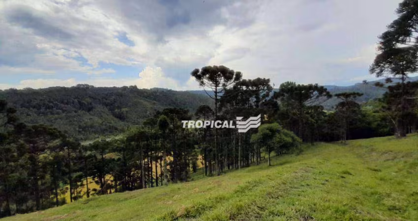 Terreno à venda, 260239 m² por R$ 1.000.000,00 - Centro - Doutor Pedrinho/SC