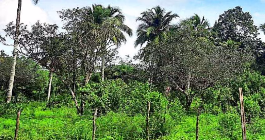 Imóvel Rural 1 ha - Turiaçu - MA