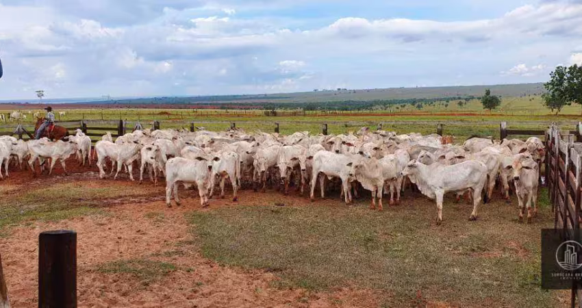 Fazenda à venda na Rodovia Cezario José de Castilho, Centro, Itajobi