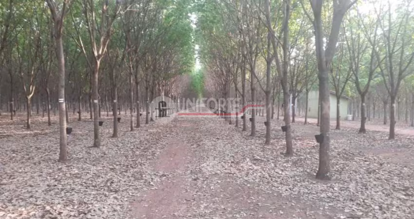 Chácara / sítio à venda no Setor Central, Aporé 
