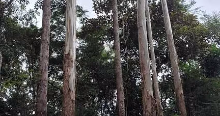 EUCALIPTO A VENDA NA REGIÃO DE  SÃO JOSÉ DOS CAMPOS-SP 
