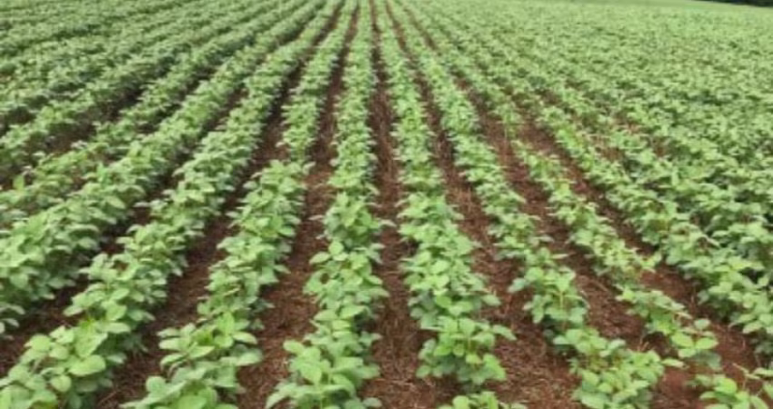 Terreno para plantação