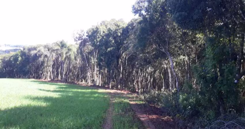 Chácara / sítio à venda na Colônia Balbino Cunha, Campo Largo 