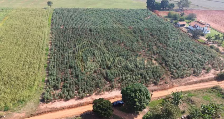 Fazenda à venda no Palmeiras, Holambra 
