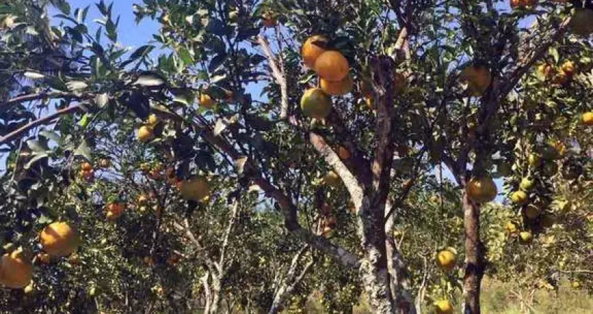 Itaboraí-Sitio Rural 4 Qts- 45.000 M² -Produzindo- 600 Mil