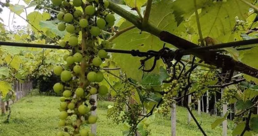 SITIO A VENDA EM NOVA TRENTO