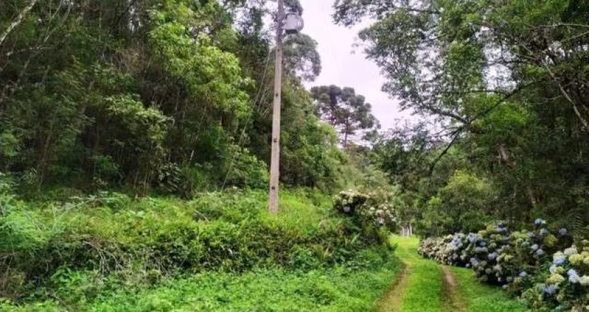 Sítio / Chácara para Venda no bairro PALMITALZINHO em QUATRO BARRAS, 20000 m² de área total, 20000 m² privativos,