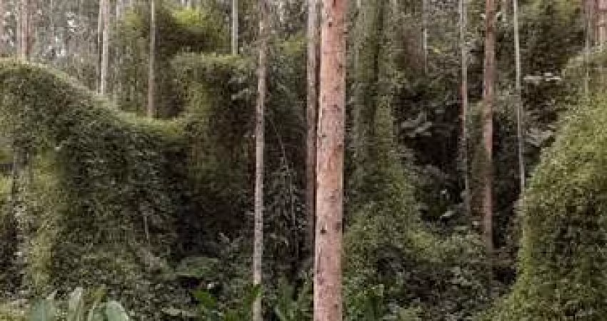 Sítio / Chácara para Venda no bairro CENTRO em CAMPINA GRANDE DO SUL, 69000 m² de área total, 69000 m² privativos,
