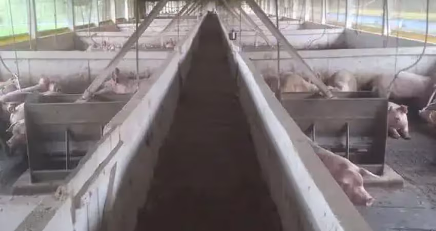 Granja porcos integrada pamplona/60.000m2/plana/toda cercada