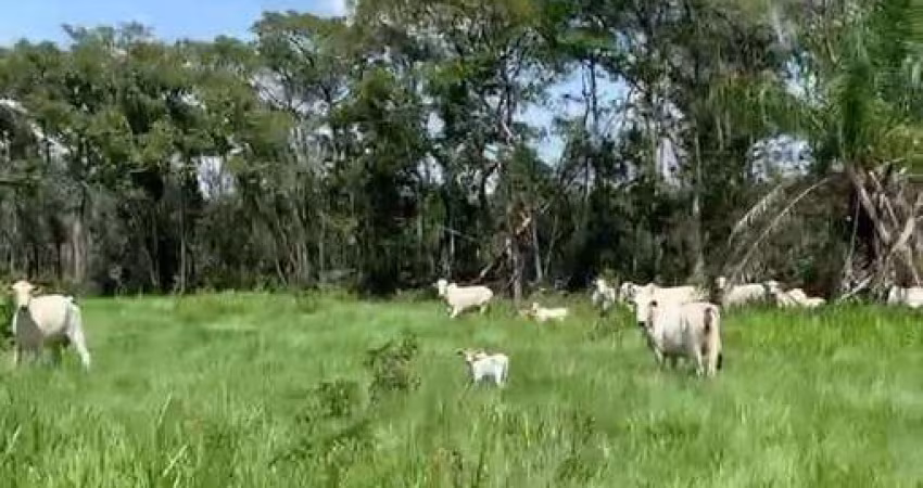 Fazenda com 700 hectares a 42 km de Cuiabá