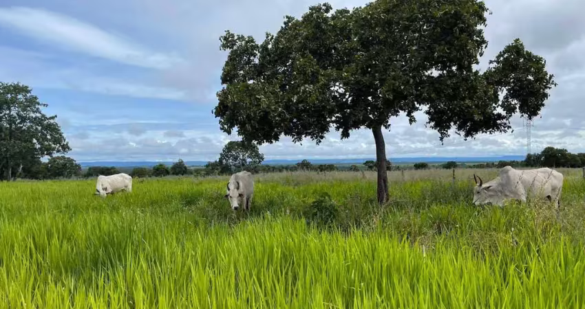 Fazenda a venda em mato grosso boa de água com 1.000 hectares.