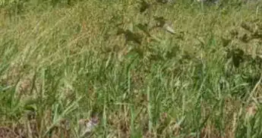Terreno à venda na Rua Caminho dos Coqueirais, 25, Cajupiranga, Parnamirim