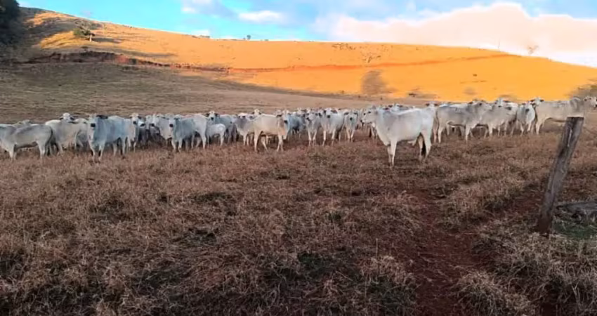 Vende-se sìtio direcionado a pecuària na região de cascavel pr!!