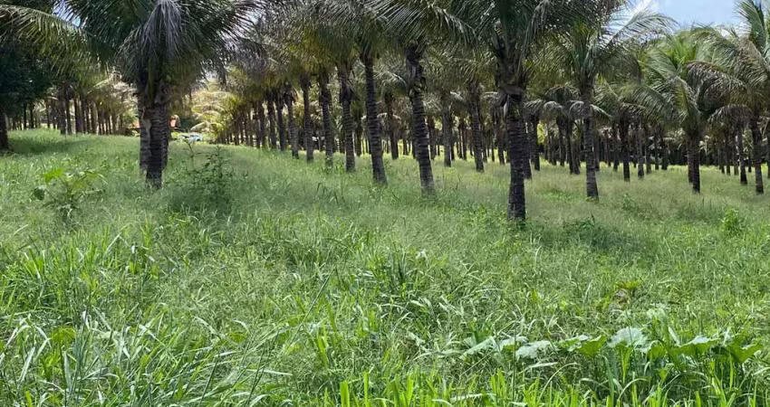 CHÁCARA EM BONFINÓPOLIS Chácara à Venda, 96800 por R$ 1.250.000 TA14587