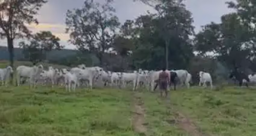 Fazenda bálsamo , oportunidade perto de você fazenda à venda, 84000 por r$ 4.000.000 au31136