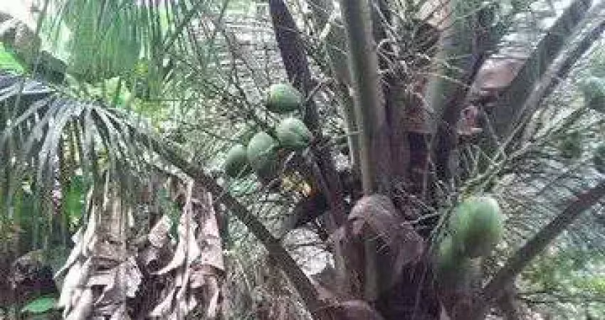 Chácara com 3 dormitórios à venda, 1000 m² por r$ 700.000,00 - mata escura - salvador/ba