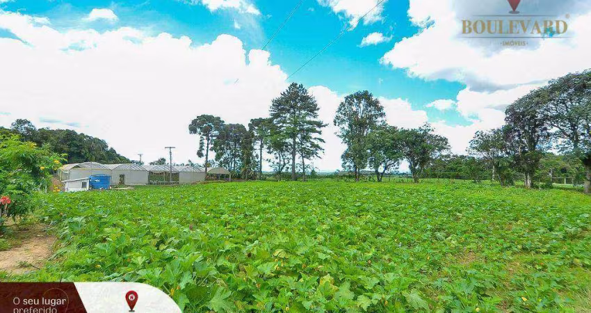 Chácara com estufas de morango e 3 dormitórios à venda, 16707 m² por R$ 1.300.000 - Area Rural - São José dos Pinhais/PR