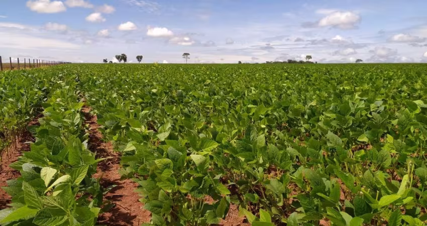 Fazenda Mato Grosso do Sul, com área total 3.454 ha, planta 1.200 ha, à venda, Zona Rural, Sonora,
