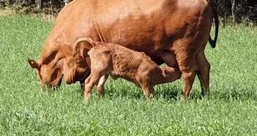 Lapa, Fazendinha ou Haras, 8 alqueires ou 19,36 hectares, casa sede, piscina, mina, gado, à venda,