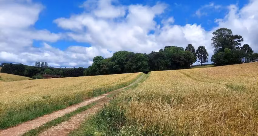 Balsa nova, 89 há, ou 36,77 alqueires, plantando 23 alqueires, próximo estrada balsa nova, zona rur