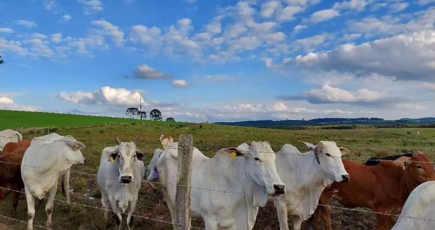 Lapa, fazenda 157,30 hectares ou 65 alqueires, plantando 45 alqueires, dupla aptidão, à venda, pr