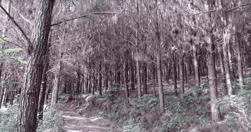 Campo largo, itambé, 508 hectares, 209 alqueires,  à 49km park shopping barigüi, curitiba, à venda