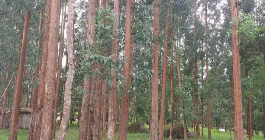 Lapa/ balsa nova, 54 alqueires ou 131 há , floresta de pinos e eucalipto pronta pra corte, à venda,