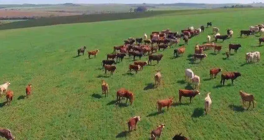 Palmeira, fazenda à 46km park barigui, 100 alqueires, 242 hectares, ou 2.420.000m², dupla aptidão,