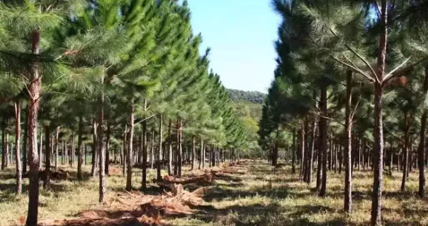 Campo largo , itambé, reflorestamento, área plantada de 36 alqueires, 59km parque barigui, à venda,