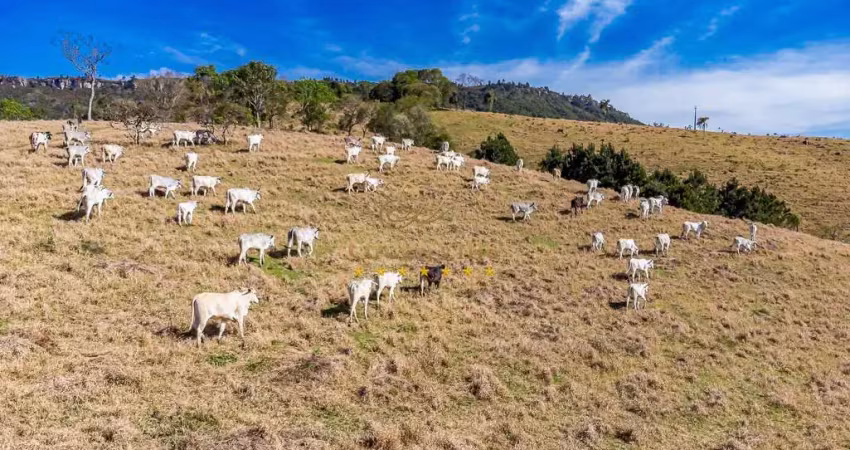 Campo largo, itambezinho, fazenda porteira fechada, 95 cabeças de gado nelore, 213 há, 88 alq , 47,