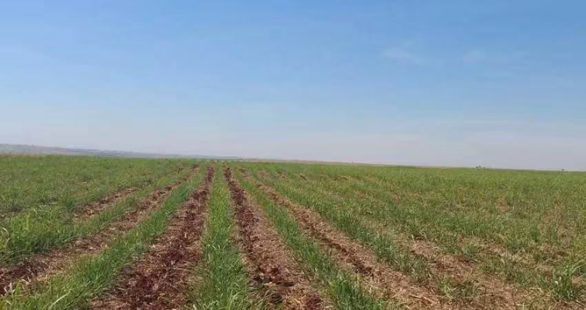 Maringá, cianorte, fazenda, 624 hectares, 258 alqueires, cana e gado, à venda, zona rural pr