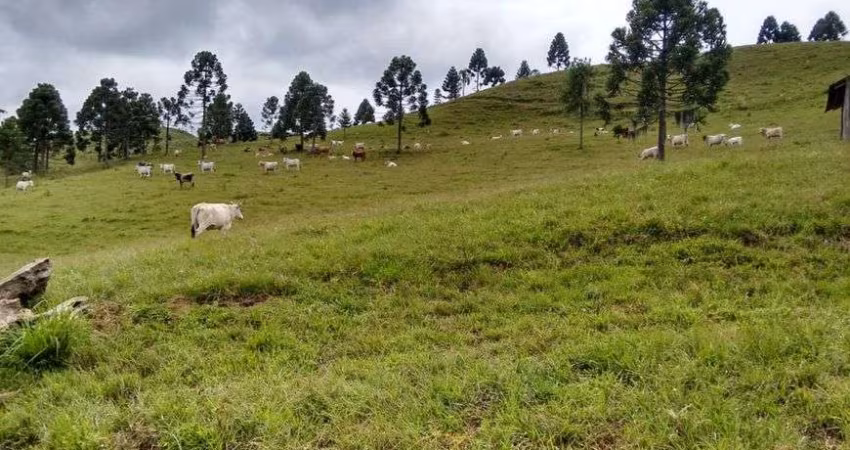 Terreno para venda com 142 Alqueires Cubatão - Campo Alegre - SC