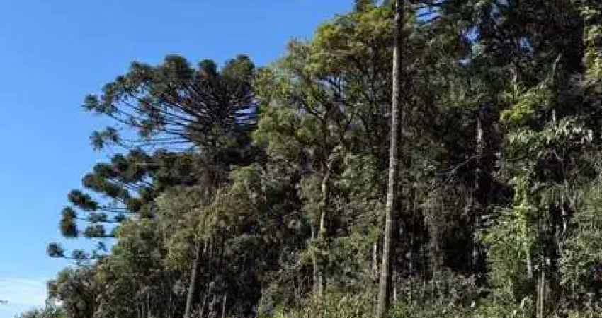 Terreno à venda, 12.425 m² por r$ 135.000 - barco - avencal - mandirituba/pr