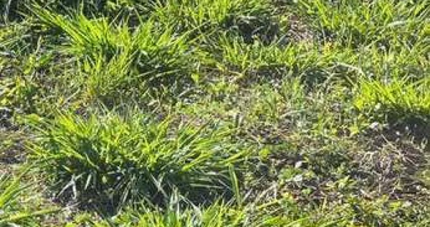 Terreno à venda, 180 m² por R$ 65.000,00 - Mais Parque Cedral - Cedral/SP