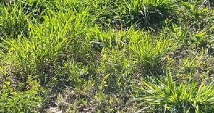 Terreno à venda, 180 m² por R$ 65.000,00 - Mais Parque Cedral - Cedral/SP