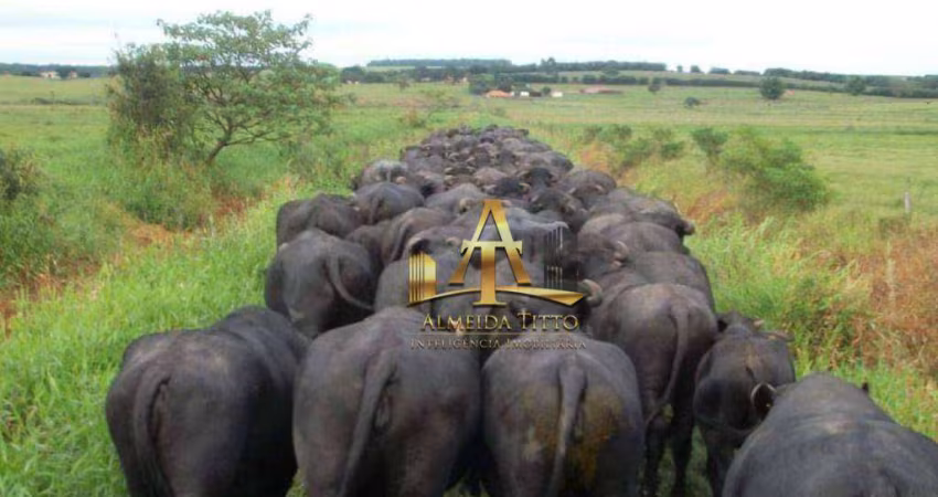 Fazenda de Búfalos à Venda na Região de Itaporanga SP
