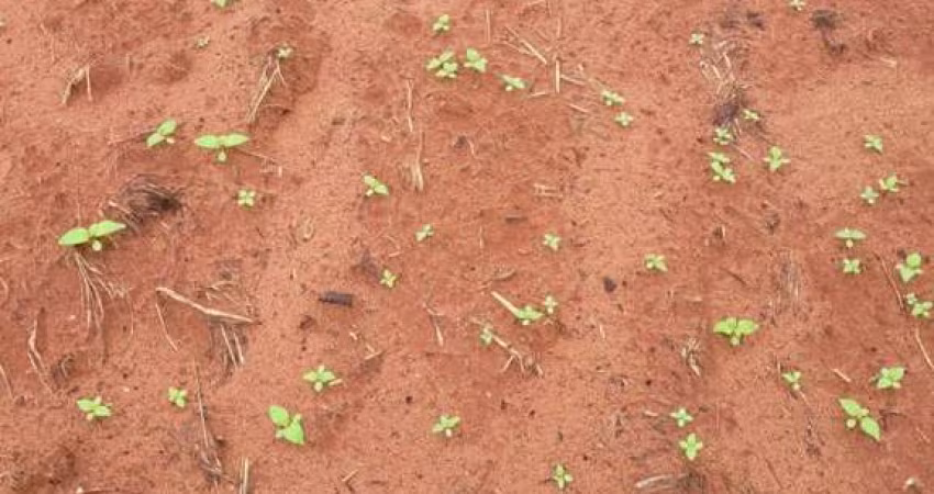 Fazenda a Venda em Nova Maringá MT - Lavoura