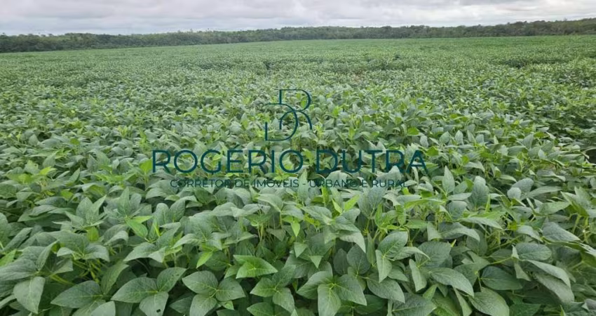 Fazenda a venda no Tocantis - Palmeirante - TO