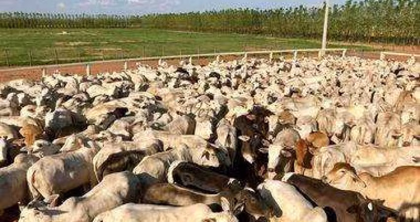 Fazenda à venda na Rural, 435, Centro, Ibotirama