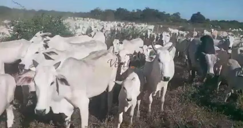Fazenda à venda na Rural, Sn, Centro, Januária
