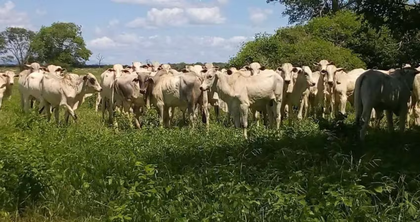 Fazenda à venda na Rural, 20, Centro, Jaíba
