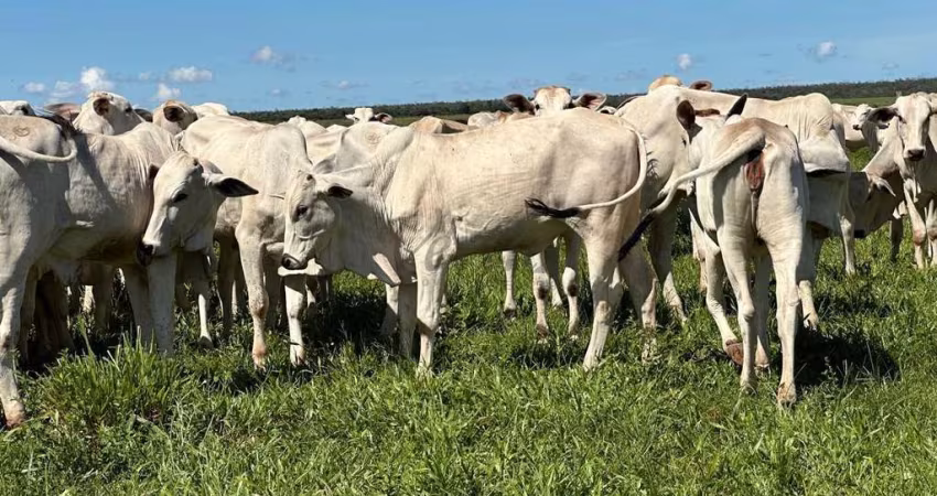 Fazenda à venda na Avenida das Hortênsias, 1000, Centro, Sapezal