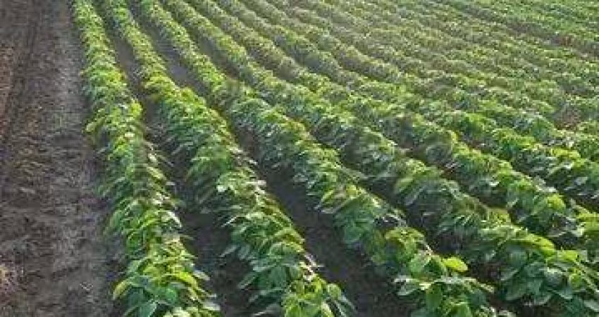 Fazenda à venda na Travessa Moju, 33, 1000, Centro, Tailândia