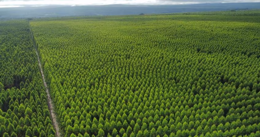 Fazenda à venda na Avenida Santa Catarina 919, 1000, Centro, Imbituba