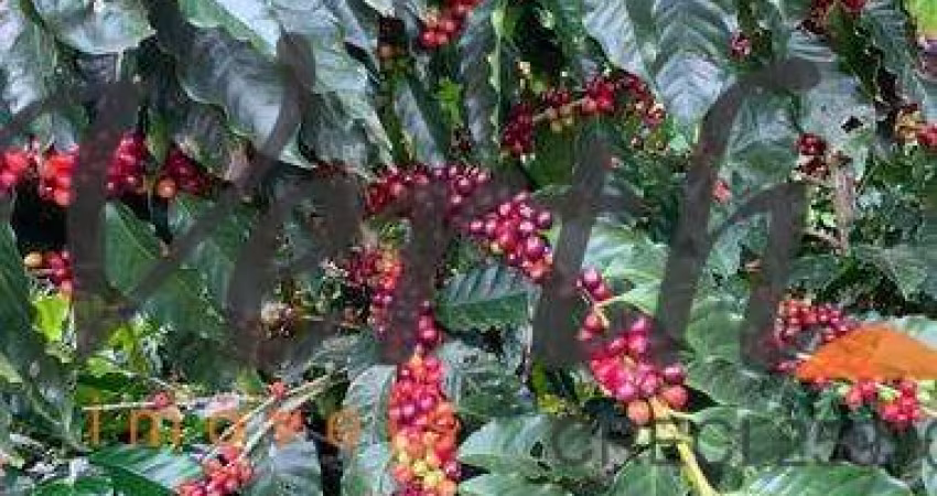 Fazenda à venda na Rua Doutor Avelino de Queiróz, 488, 1000, Centro, Capitólio