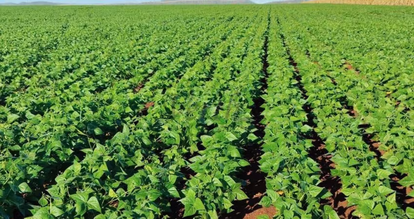Fazenda à venda na Unaí, 2000, Mamoeiro, Unaí