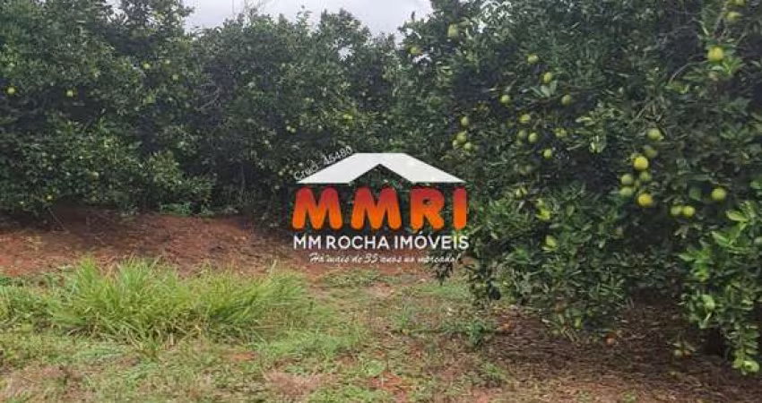 Fazenda de Laranja em Lins/SP