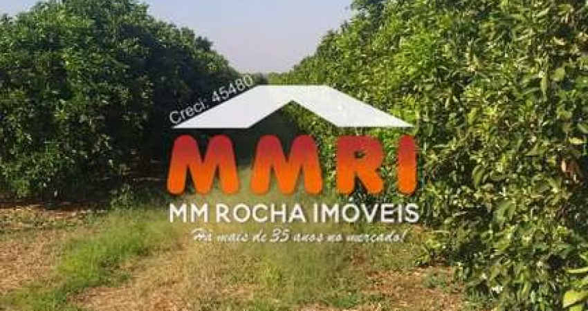 Fazenda de Laranja na Região de Marilia/SP