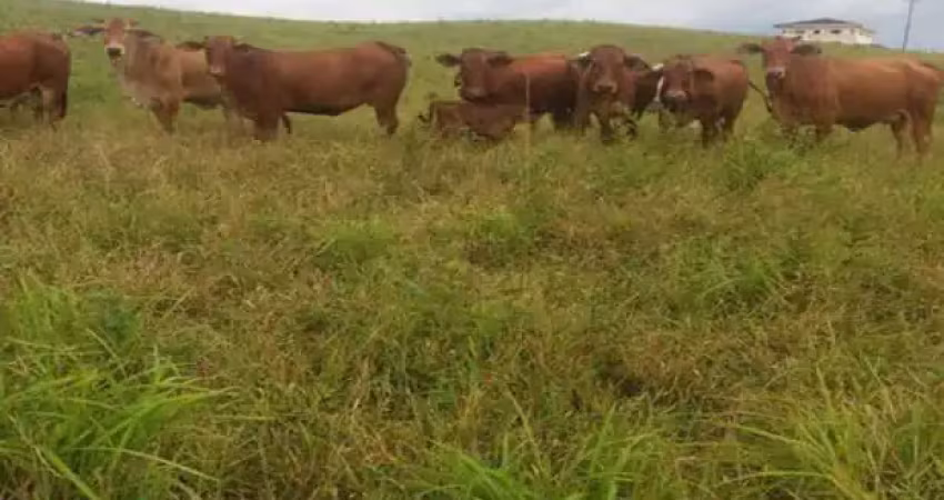 Fazenda, ZONA RURAL, Registro - R$ 20 mi, Cod: 3843